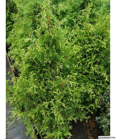 Туя Рекурвата - Recurvata