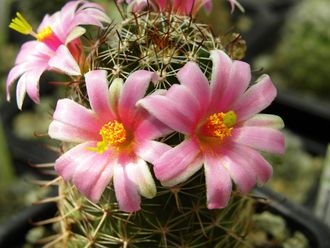 Mammillaria swinglei (=scheldonii) - 5 семян