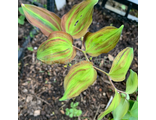 Polygonatum lasianthum Kuro Ki Shima Fu