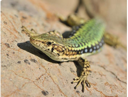 ОБЫКНОВЕННЫЕ