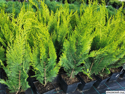 Кипарисовик Лавсона Ивон - Chamaecyparis Lawsoniana Ivonne