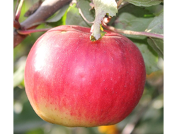 Салтанат (яблоня)