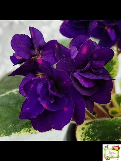 Mac's Smoldering Sapphire (G.McDonald)