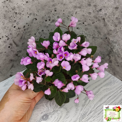 Flashy Trail (H.Pittman) TX Hyb трейлер