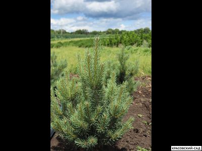 Сосна Ватерери - Watereri