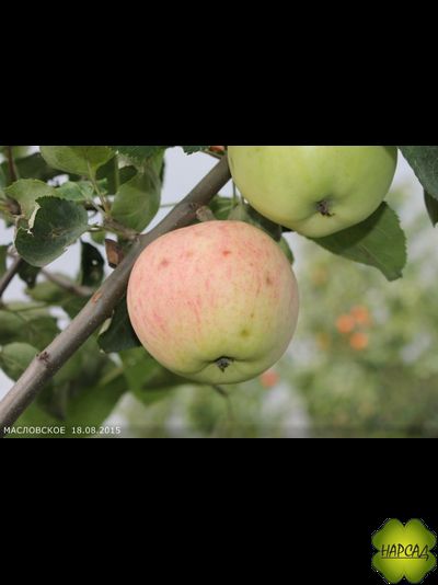 Яблоня &quot;МАСЛОВСКОЕ&quot; (саженец 1,5 года, на карликовом подвое)