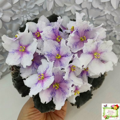 Dn-Love Time (Д. Денисенко) 2021 г.