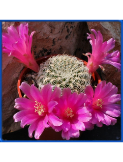 Sulcorebutia pampagrandensis