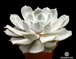 Echeveria Pollux, Эчеверия Поллюкс, Эхеверия Поллукс, Эхеверия ...