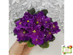 NiK-Аристократ (Н. Булко)