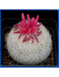 Epithelantha micromeris JM 101