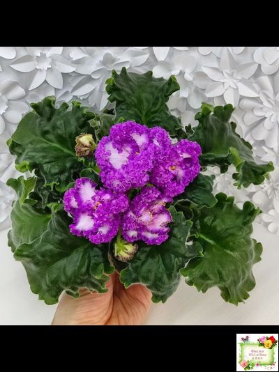 ПТ-Принцесса Ясмин (Т. Пугачева) 2019 г.