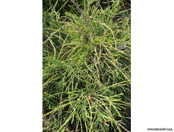 Туя Филиформис - Filiformis