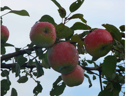 Память Черненко (яблоня)