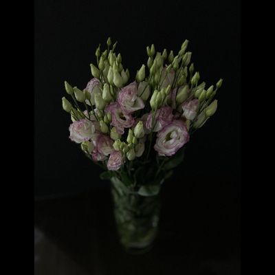 Эустома 9 шт