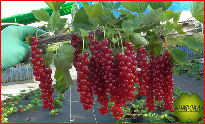 Смородина красная "РОВАДА" (КРУПНАЯ, ЧАСТИЧНО САМОПЛОДНАЯ)