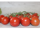 Camone scuro a pinta (Италия)