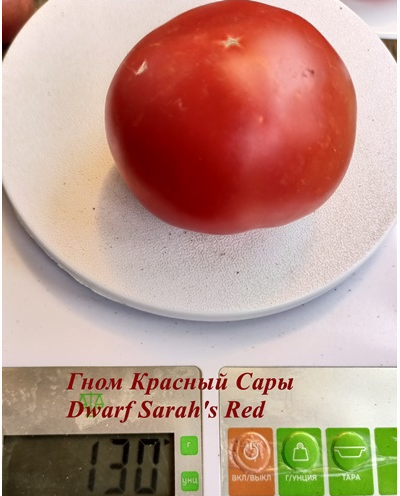 Томат Гном Красный Сары (Dwarf Sarah's red tomato)