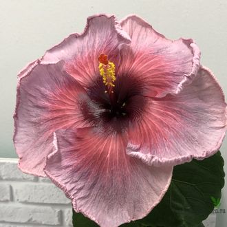 Гибискус Grape cola