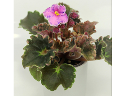 136) АВ- После Дождя 21г,( полумини)