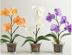 Оранжерейные (комнатные)