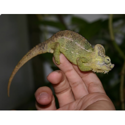 Хамелеон трехрогий (Trioceros hoehnelii)