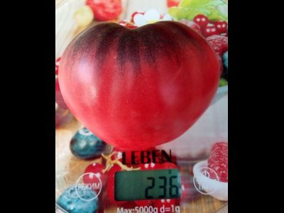 Томат KAS-21, Польша