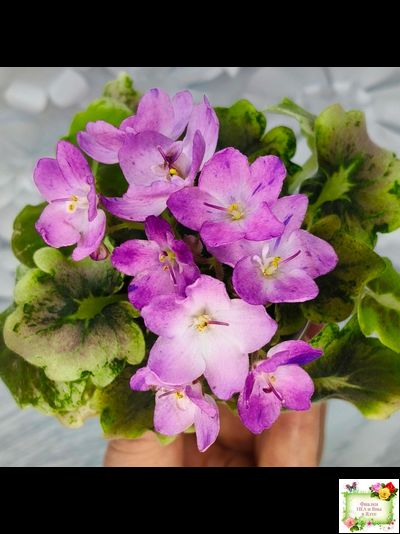 АВ-Почемучка (Фиалковод) 2020 г. (гёрл-листья с кроновой пестролистностью)