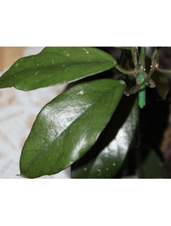 Hoya sp. Vietnam EPC-936