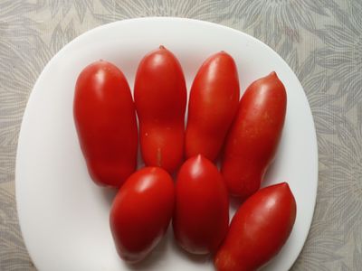 Томат Щедрая сливка