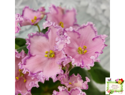 Nik-Хмельное Лето (Н. Булко) 2022 г.