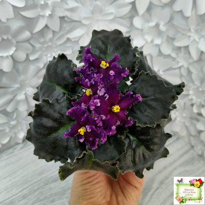 НК-Декамерон (Н.Козак) 2019 г.