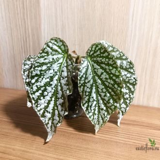 Бегония Comte de Lesseps