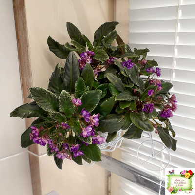 Senk's Azalea Trail (R.Follett/D.Senk) (9845) 01/30/2008 трейлер