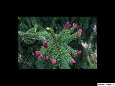 Ель Акрокона - Acrocona