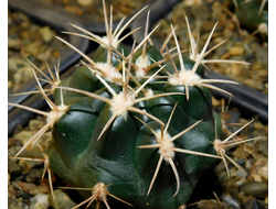 Gymnocalycium bruchii v. niveum VG 536
