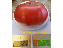 Томат Спасские из Рязани