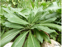 Гидролат Усьмы (Isatis tinktorija) листья 100 мл