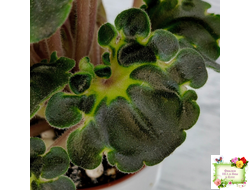 LV-Ланселот (Л. Шевелева) 2025 г. (клакамусный гёрл с кроновой пестролистностью) (стартер)