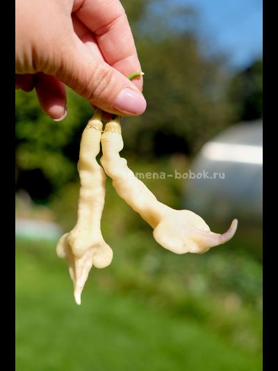 Перец острый Aji Confusion (Ахи Конфуз), 10 шт