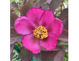 Paeonia caucasica f. ruprechtiana