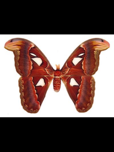 Атакус Атлас Павлиноглазка размах крыльев 18 - 23 см