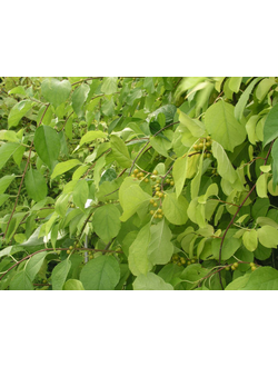 Прочие лианы