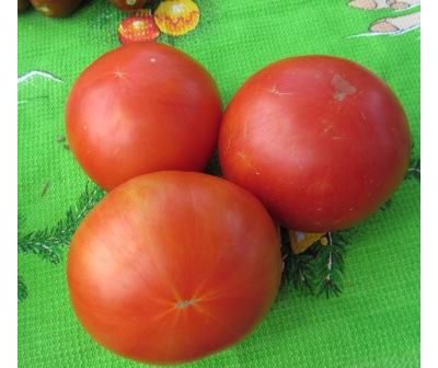 Томат Весенние заморозки