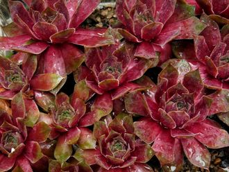 Sempervivum 'OTHELLO’ - розетка