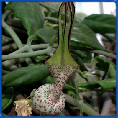 Цветок парашют Ceropegia woodii