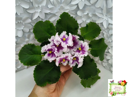 МТ-Сладкая Фантазия (М. Тотиева) 2022 г.