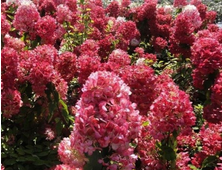 Гортензия метельчатая «Даймонд Руж» (Hydrangea paniculata `Diamant Rouge``Rendia`), ЗКС