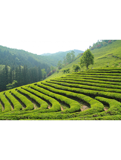 Чай из разных стран