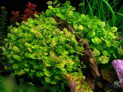 Кардамин (пучок)